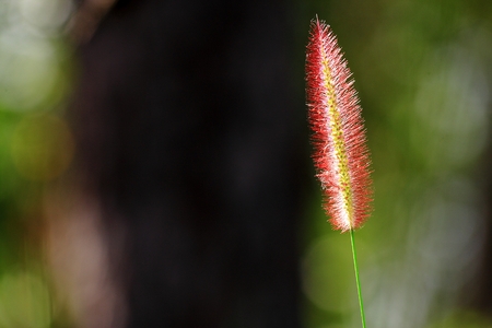 grass flowerの写真素材
