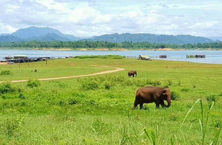 The elephants in Thailandの素材