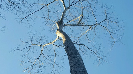 Tree and skyの素材