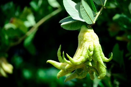 Fingered Citron or Buddha's Handの写真素材
