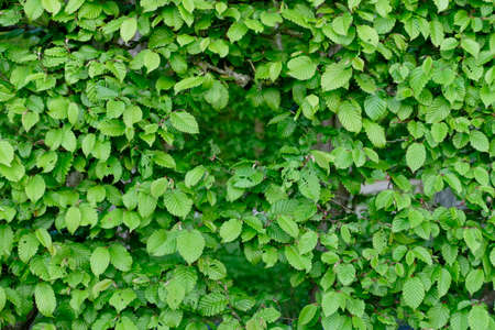 Pattern of green leavesの写真素材