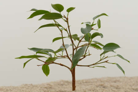 Little Ficus plants buried in sandの写真素材