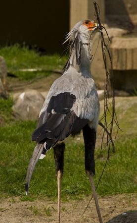 stork collecting woodの写真素材