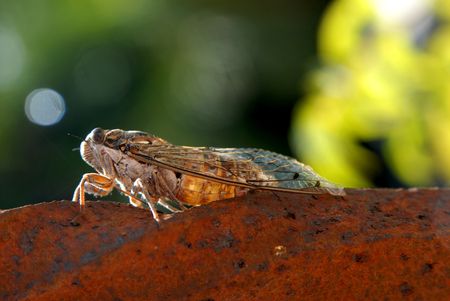 cicada on a rusty rail