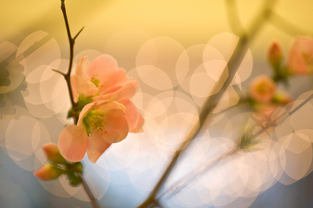 cherry blossom branches, pink flowers, abstract backgroundの写真素材