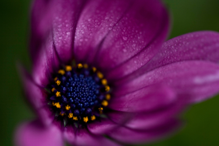 purple daisy, abstract African wildfowerの写真素材