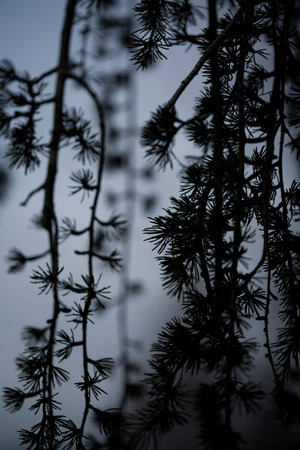 pine tree at dusk, weeping Japanese larchの写真素材