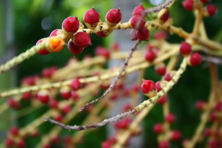 Pluck andamp,amp, sow these seeds of love this Valentine! images are planted onto these young coconut seedlings. Intentional Shallow DOF. Focus is on the seeds on top of the frame. Copy-text space at the bottom left corner.の写真素材