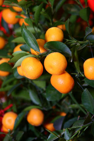 Chinese New Year Mandarin orange tree decoration. Intentional selective focus, narrow depth of field.の写真素材