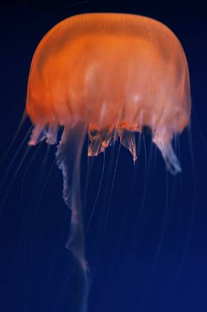 Jelly Fish close up shot.の写真素材