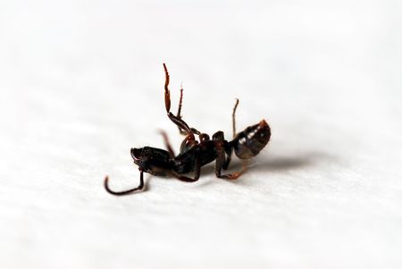 Ant - macro close-up shot. Shallow depth of field.の写真素材