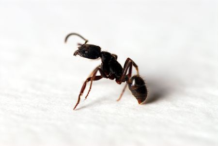 Ant - macro close-up shot. Shallow depth of field.の写真素材