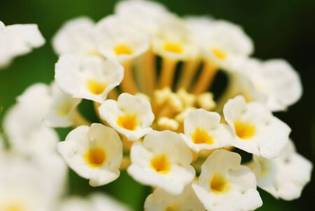 Macro shot of a bunch of blooming flowers. Intentional selective focus.の写真素材
