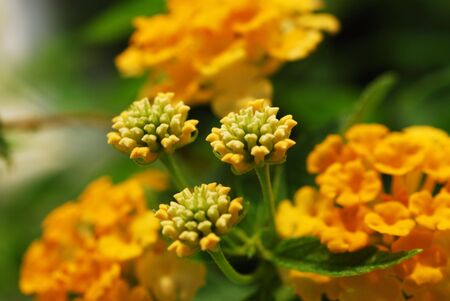 Macro shot of a bunch of bright yellow flowers & shoots. Intentional selective focus.の写真素材
