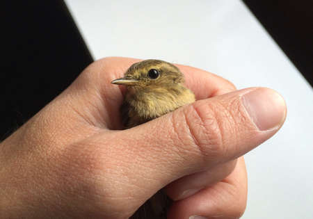 A little bird in the handの素材