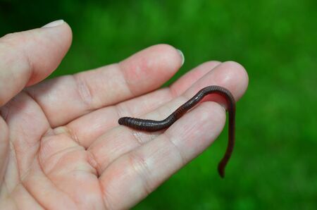 A male hand holds an earthwormの写真素材