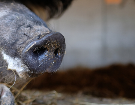 Detail of a pork zest with pork bowlの写真素材