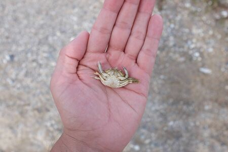 A small crab in the palm of your handの写真素材