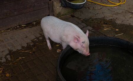 A little white pig at the drinking trough