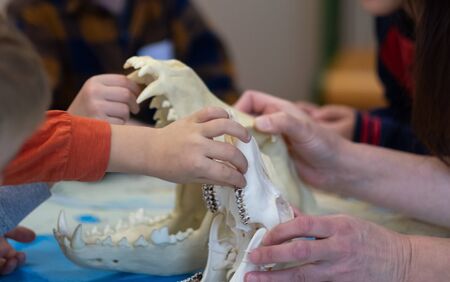 Detail of children's hands in biology class while examining an animal skullの写真素材