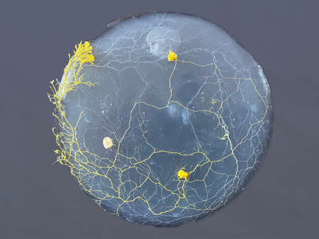 Concept of scientific research on the living world, with the mystery of the blob, the enigma of...