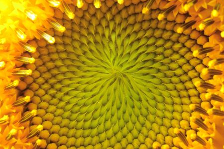 Sunflower Close Up Macroの写真素材