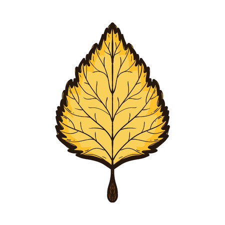 Autumn yellow linden leaf isolated on whiteのイラスト素材