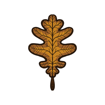 Brown autumn leaf oak isolated on white background.のイラスト素材