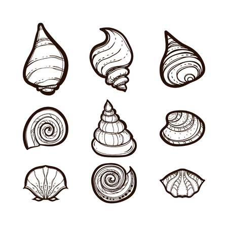Collection of various seashells. Coloring bookのイラスト素材