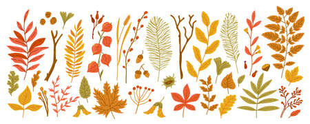 Autumn leaves. Yellow garden leaf, red fall leaf and fallen dry leaves isolated on white. Botanical forest plants or September and October tree foliage. Flat branches with berries, acorns, conesのイラスト素材