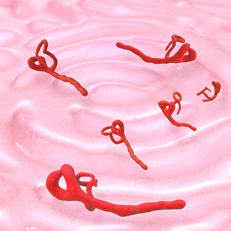 Ebola virus - 3d rendered illustrationの写真素材