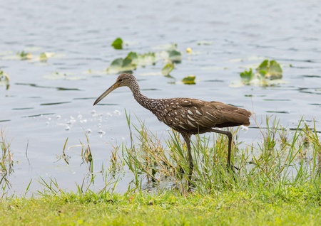 The Limpkin is found mostly in wetlands in warm parts of the Americas, from Florida to northern Argentina  It feeds on mollusks, with the diet dominated by apple snails  Its name derives from its seeming limp when it walks の写真素材