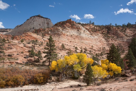 This was taken during the Fall in the upper plateau area of Zion National Park  During this time the Fall colors compete with the beauty of the colorfully etched sandstone resulting in a magnificent, ever-changing masterpiece of art  の写真素材