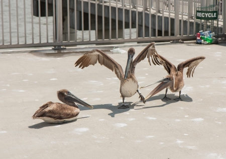 Two of the three Brown Pelicans appear to be dancing merrily while the third simply observes.の写真素材