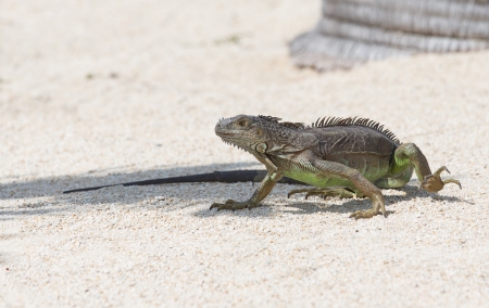 Iguana at Marathon in the Florida Keys の写真素材
