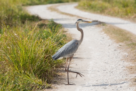 Great Blue Heron walking across a dirt road at the Merritt Island National Wildlife Reserve.の写真素材