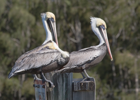 Two Brown Pelicans are taking a break の写真素材