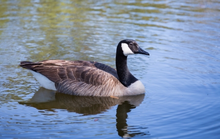 This Canada Goose has adopted a pond at a local suburb in Florida as it's home.の写真素材