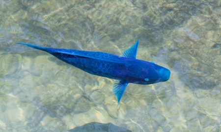 This view is looking down at a blue parrotfish with its pectoral fins outstretched の写真素材