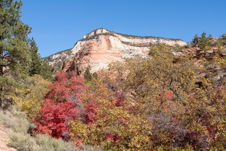 As if the incredible colors of the rocks are not enough, Autumn at Zion puts your senses on overload.の写真素材
