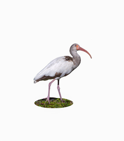 The coloring of this White Ibis indicates it is a juvenile  The upward gaze seems to exhibit curiosity and wonder の写真素材