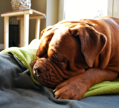 Dogue de Bordeaux could sleep the whole day in the sun.の写真素材
