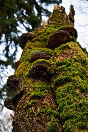 The moss and the mushrooms shroud the dead tree in a mix of green and brown