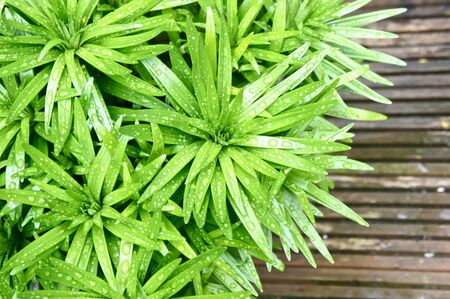 blooming lily plant late springの写真素材