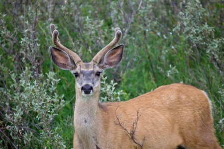 Mule Deer Buck velvet Antlers Canada Saskatchewanの写真素材