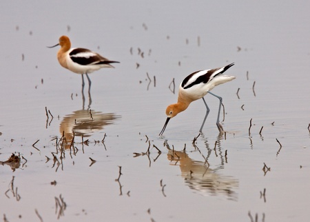 American Avocet in Water reflection Canadaの写真素材