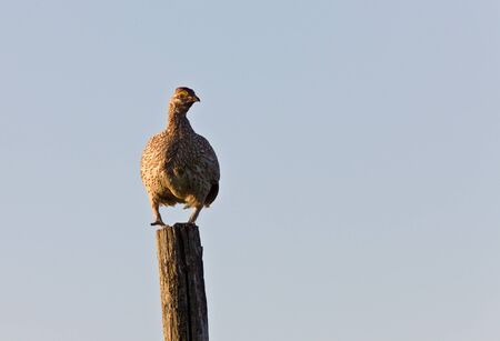 sharp tailed grouse on a pole Canadaの写真素材