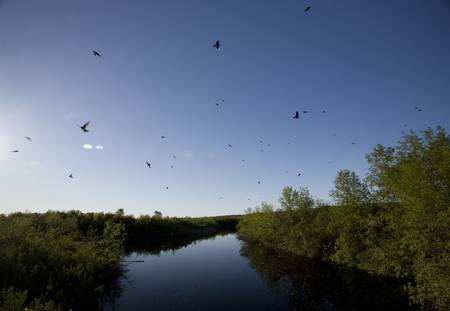 Saskatchewan River and Flock of Swallows near bridgeの写真素材
