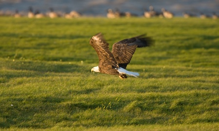 Bald Eagle in flight Hecla Island Manitoba