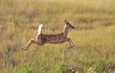 White tailed Deer fawn leaping in fieldの写真素材